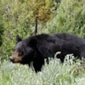 Meet your Posher, Layla